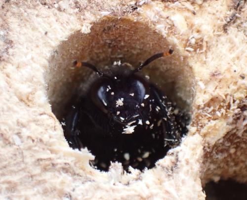 Réf. 310 462 : Xylocopa violacea